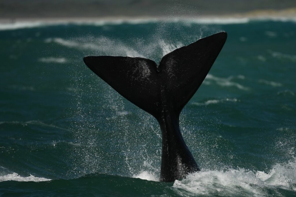 hermanus whale cruises photos